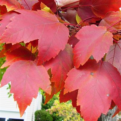 Acer rubrum